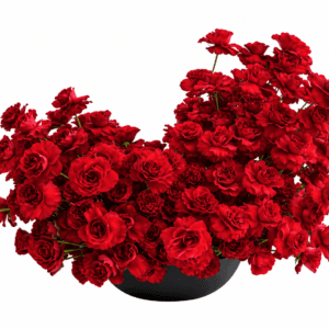 Antonella – Red Rose Elegance